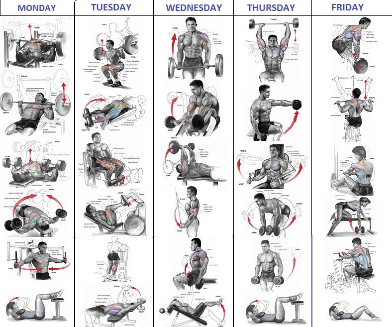 work out two muscle groups a day work out two muscle groups a day